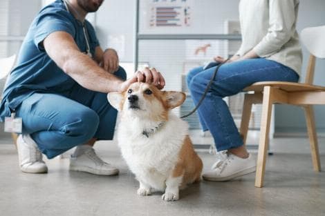 Pet Industry Bitten by Inflation May Make Attractive Takeover Targets